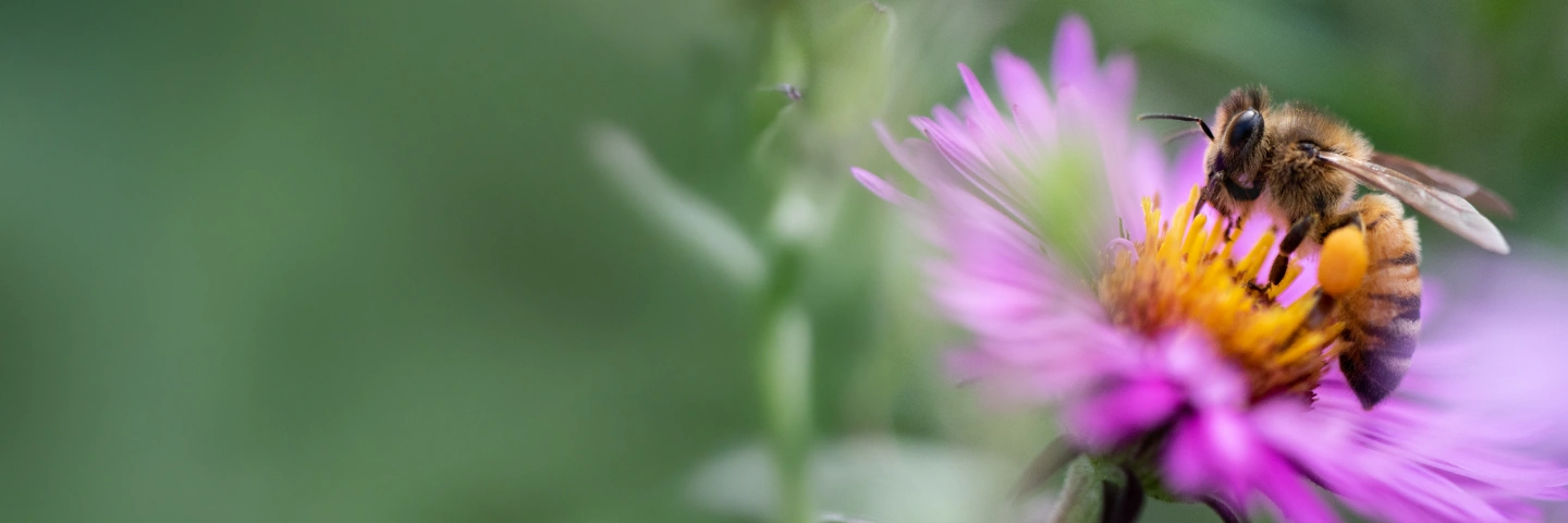 Bee sitting on a purple flower, suggesting pollen as an allergy trigger