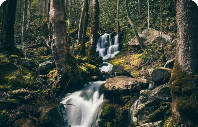 An image of a stream within a forest as Gold Bond actively works towards carbon neutrality, implementing a Water Efficiency Management Plan, and reducing cooling water consumption.
