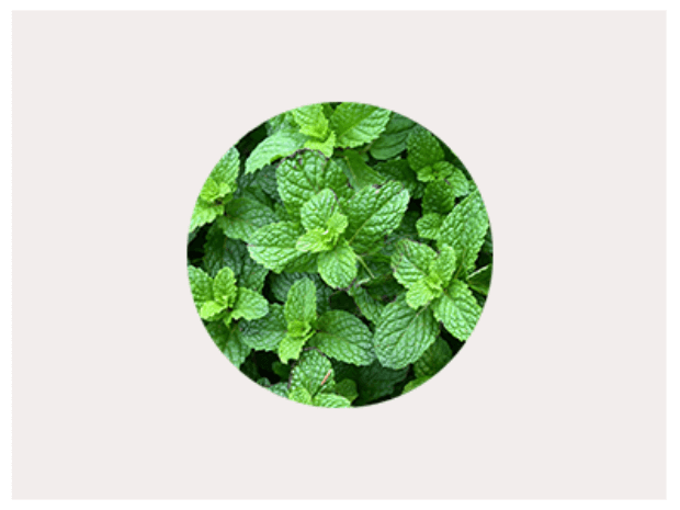 Menthol leaves