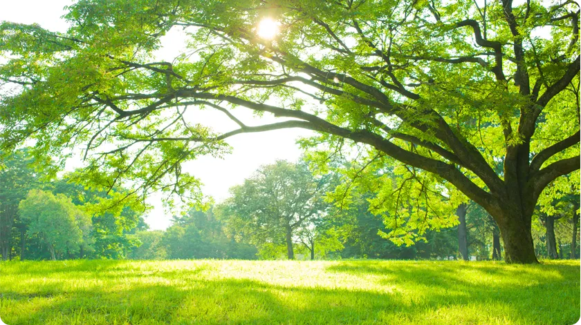a sunny image of a tree, thriving in nature.