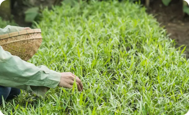 The hand of a man in a green garden